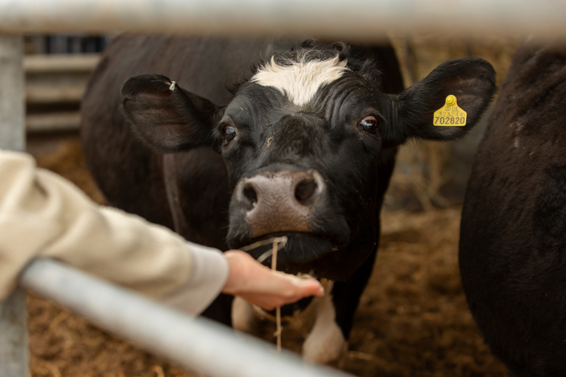 ASAJA Alicante informa sobre la regulación de los procedimientos de sanidad y bienestar animal en explotaciones ganaderas