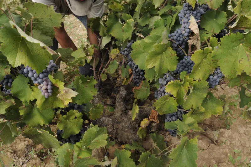 El calor reduce la cosecha de uva del vino en Alicante a 13 millones de kilos